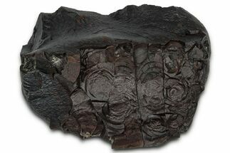 Dragon Scale Stone (Iron, Manganese, Siderite Nodule) #350194