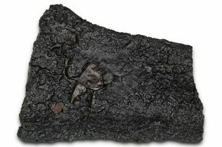 Dragon Scale Stone (Iron, Manganese, Siderite Nodule) #350202