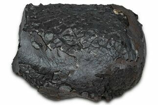 Dragon Scale Stone (Iron, Manganese, Siderite Nodule) #350215