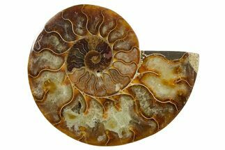Cut & Polished Ammonite Fossil (Half) - Madagascar #347499