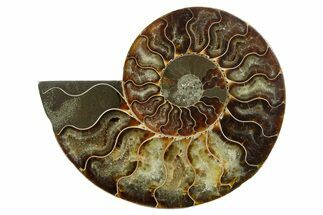Cut & Polished Ammonite Fossil (Half) - Madagascar #347504