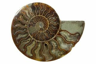 Cut & Polished Ammonite Fossil (Half) - Madagascar #347513