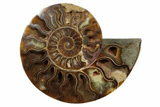 Cut & Polished Ammonite Fossil (Half) - Madagascar #347518