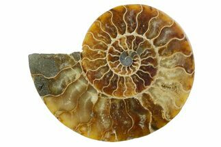 Cut & Polished Ammonite Fossil (Half) - Madagascar #347554