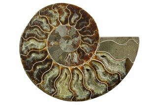 Cut & Polished Ammonite Fossil (Half) - Madagascar #347558