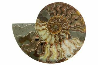 Cut & Polished Ammonite Fossil (Half) - Madagascar #347843