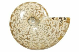Polished Ammonite (Cleoniceras) Fossil - Madagascar #348500