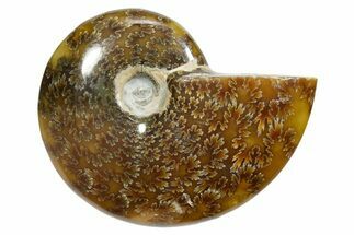 Polished Ammonite (Cleoniceras) Fossil - Madagascar #348505