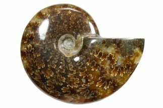 Polished Ammonite (Cleoniceras) Fossil - Madagascar #348507