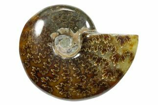 Polished Ammonite (Cleoniceras) Fossil - Madagascar #348509