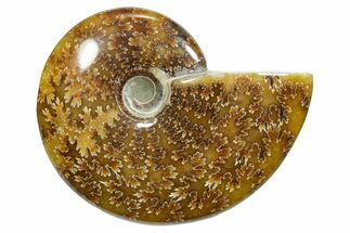 Polished Ammonite (Cleoniceras) Fossil - Madagascar #348511