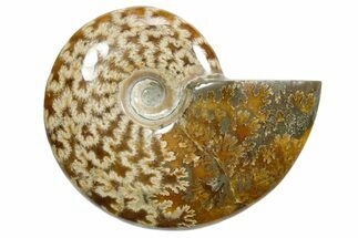 Polished Ammonite (Cleoniceras) Fossil - Madagascar #348514