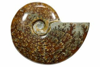 Polished Ammonite (Cleoniceras) Fossil - Madagascar #348520