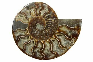 Cut & Polished Ammonite Fossil (Half) - Madagascar #349035