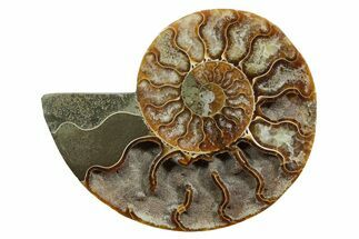 Cut & Polished Ammonite Fossil (Half) - Madagascar #349048