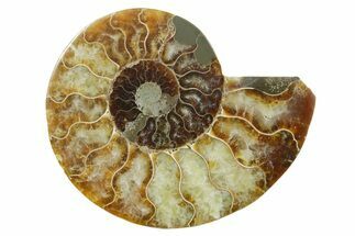 Cut & Polished Ammonite Fossil (Half) - Madagascar #349055