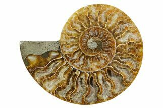 Cut & Polished Ammonite Fossil (Half) - Madagascar #349101