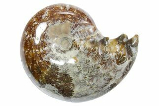 Polished Ammonite (Phylloceras) Fossil - Madagascar #349784