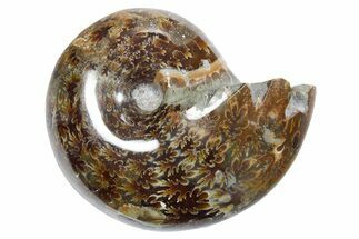 Polished Ammonite (Phylloceras) Fossil - Madagascar #349786
