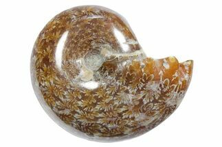 Polished Ammonite (Phylloceras) Fossil - Madagascar #349793