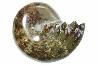 Polished Ammonite (Phylloceras) Fossil - Madagascar #349798