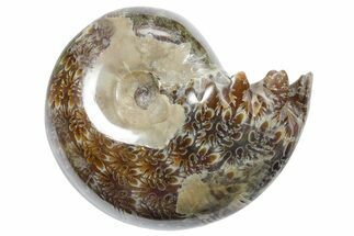 Polished Ammonite (Phylloceras) Fossil - Madagascar #349806