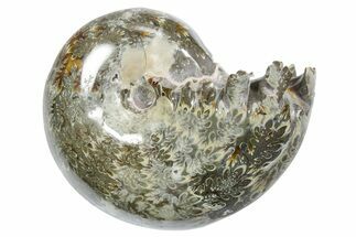 Polished Ammonite (Phylloceras) Fossil - Madagascar #349808