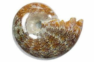 Polished Ammonite (Phylloceras) Fossil - Madagascar #349810