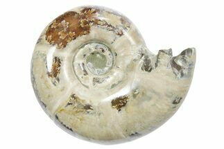 Polished Ammonite (Eotetragonites?) Fossil - Madagascar #349853