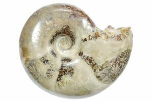 Slice Pleuroceras Ammonite Nodule - 2.5