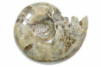 Polished Ammonite (Eotetragonites?) Fossil - Madagascar #349861