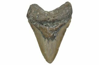 Fossil Megalodon Tooth - North Carolina #348292