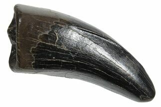 Serrated, Tyrannosaur (Nanotyrannus) Tooth - Montana #350402