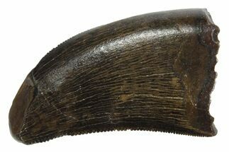 Serrated, Tyrannosaur (Nanotyrannus) Tooth - Montana #350404