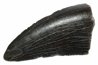 Serrated, Tyrannosaur (Nanotyrannus) Tooth - Montana #350406