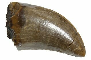 Dinosaur Teeth For Sale