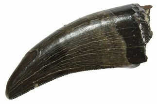 Serrated, Tyrannosaur (Nanotyrannus) Tooth - Montana #350418