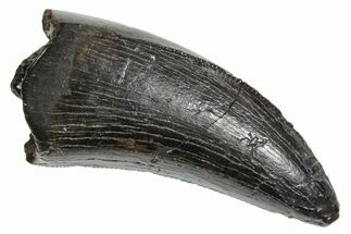 Serrated, Tyrannosaur (Nanotyrannus) Tooth - Montana #350419