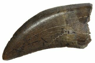 Serrated, Tyrannosaur (Nanotyrannus) Tooth - Montana #350420