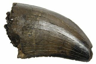 Robust, Tyrannosaur (Nanotyrannus) Tooth - Montana #350421