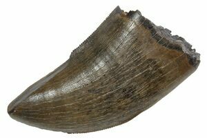 t*d様 FRAGMENTxuniformexperimentNordicCre T-Rex Tooth Fragment (#6956) For Sale - FossilEra.com