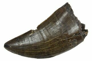 Serrated, Tyrannosaur (Nanotyrannus) Tooth - Montana #350428