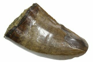 Serrated, Tyrannosaur (Nanotyrannus) Tooth - Montana #350429