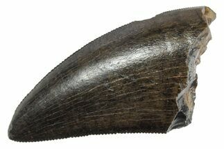 Serrated, Tyrannosaur (Nanotyrannus) Tooth - Montana #350430