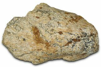 Dinosaur (Triceratops) Frill Shield Section - Montana #348066