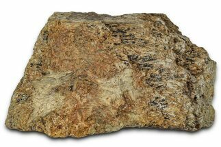 Dinosaur (Triceratops) Frill Shield Section - Montana #348072