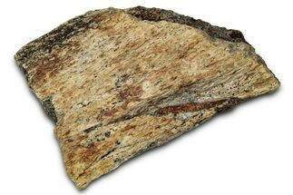 Dinosaur (Triceratops) Frill Shield Section - Montana #348076