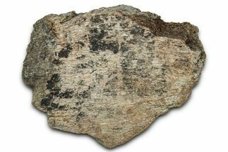 Dinosaur (Triceratops) Frill Shield Section - Montana #348083