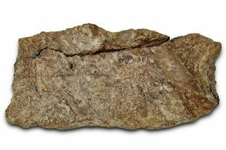 Dinosaur (Triceratops) Frill Shield Section - Montana #348086