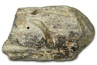 Dinosaur (Triceratops) Frill Shield Section - Montana #348093
